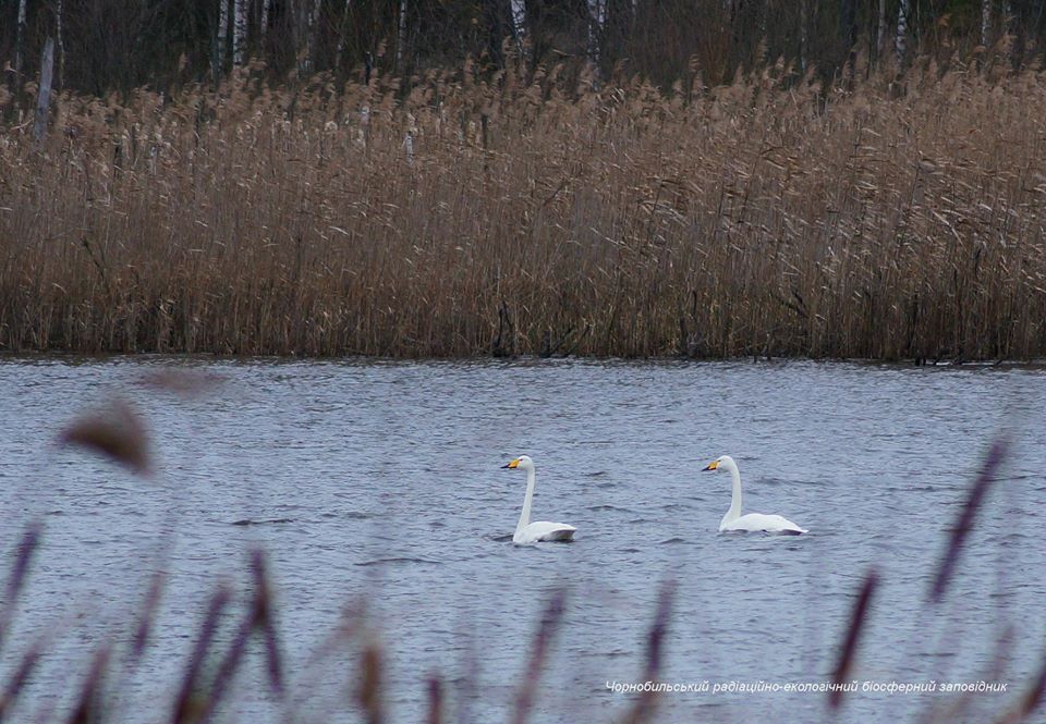 Лебеди-кликуны рассекают воды реки