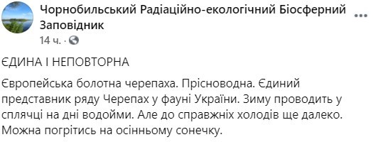 Единственная черепаха, живущая в Украине. Фото: Чернобыльский заповедник